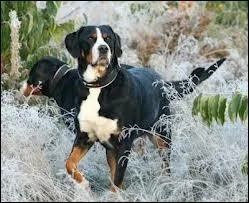 Quelle est la race de ce chien ?