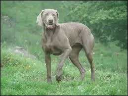 Quelle est la race de ce chien ?
