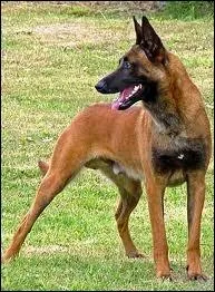 Quelle est la race de ce chien ?