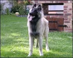 Quelle est la race de ce chien ?