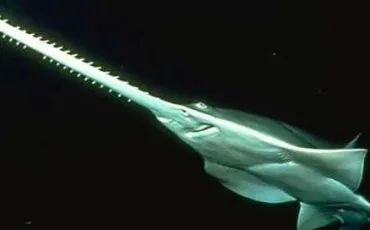 Quiz Requins