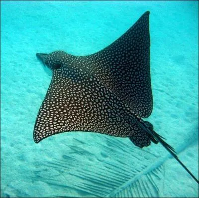 Quelle est cette raie ?