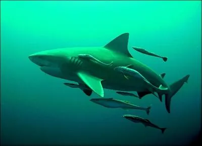 Quel est ce requin ?