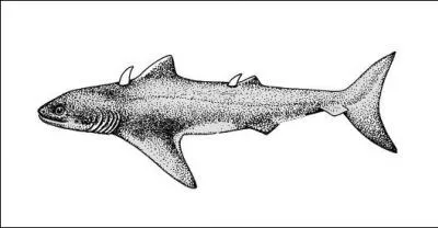 Quel est ce requin ?