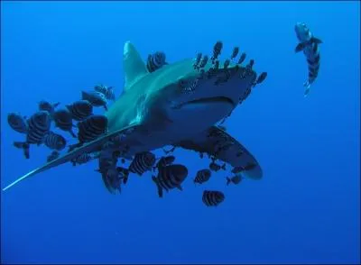 Quel est ce requin ?