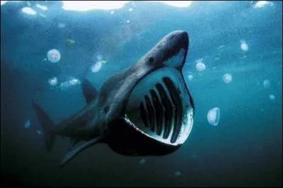 Quel est ce requin ?