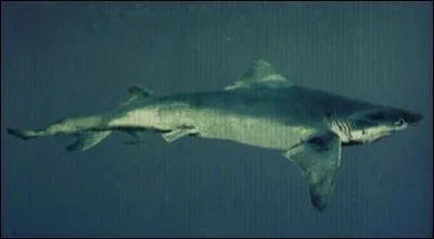 Quel est ce requin ?