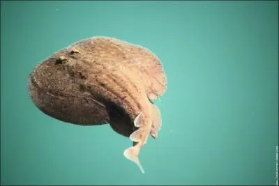 Quelle est cette raie ?