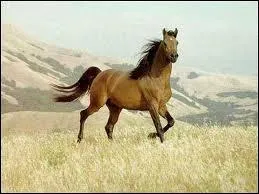 Le mustang vit en ...