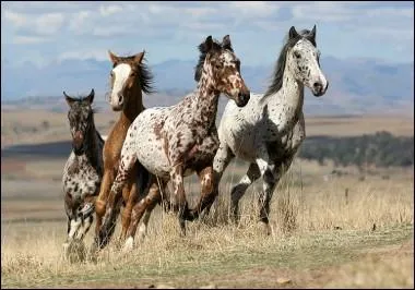 Combien de temps peut vivre un mustang ?
