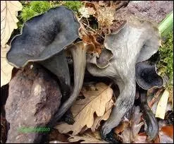 Ces champignons sont-ils comestibles ?