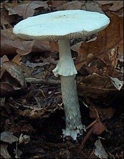 Ce champignon est-il comestible ?