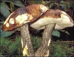 Ce champignon est-il comestible ?