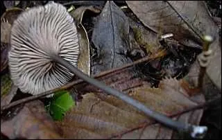 Ce champignon est-il comestible ?