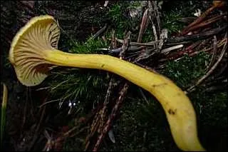 Ce champignon est-il comestible ?