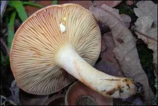 Ce champignon, produisant un lait blanc, est-il comestible ?