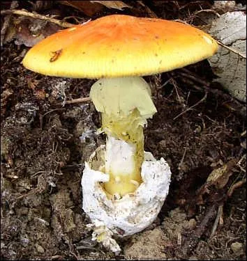 Ce beau champignon orang est-il comestible ?