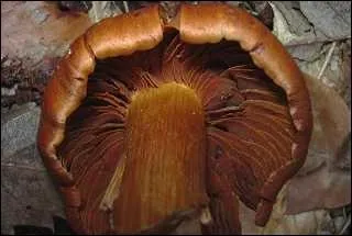 Ce champignon  l'aspect peu engageant est-il comestible ?