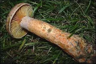 Ce champignon est-il comestible ?