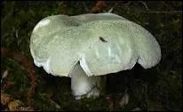 Ce champignon de couleur verte est-il comestible ?