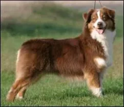 Quelle est la couleur de ce berger australien ?