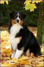 Quelle est la couleur de ce chien ?