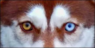 Le berger australien peut-il avoir les yeux vairons ?