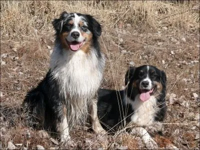 Combien existe-t-il de couleurs pour le berger australien ?