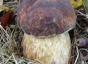 Quiz Champignons comestibles ou non (3)