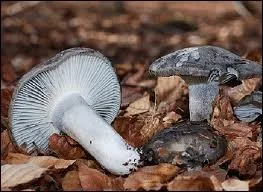 Ce champignon est-il comestible ?