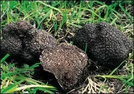 Ce champignon  la forme particulire est-il comestible ?