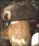 Ce champignon au chapeau rond est-il comestible ?