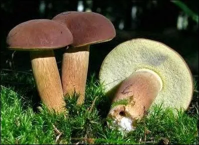 Ce champignon dont on voit la mousse sous le chapeau est-il comestible ?