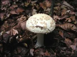 Ce champignon est-il comestible ?