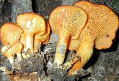 Ce champignon  lamelles est-il comestible ?