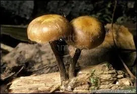 Ce joli champignon orang est-il comestible ?