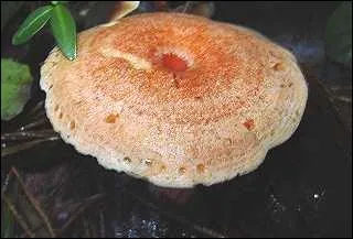 Ce champignon qui devient orange ou violac  la cassure est-il comestible ?