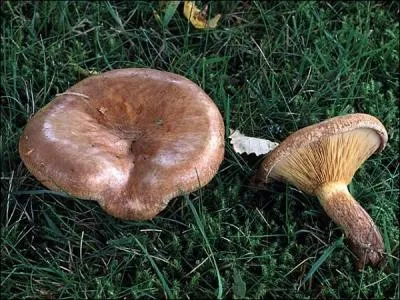 Ce champignon est-il comestible ?
