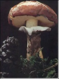 Ce champignon est-il comestible ?