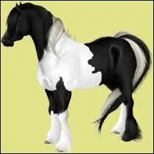 Ce poney est un :