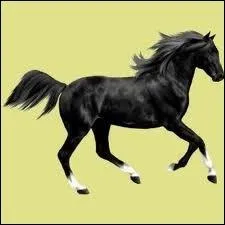 Ce cheval est :