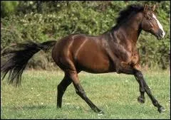 Comment s'appelle cette race ?