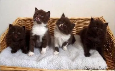 Les amoureux des chats retrouveront peut-tre ces jolis chatons lors d'une exposition fline se tenant le 25 novembre  Amiens. De quelle race sont-ils ?