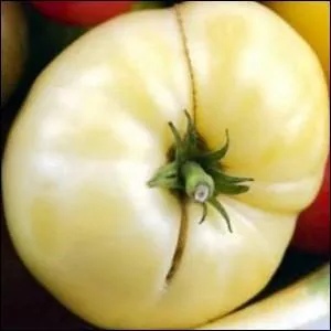 Vous couperez de belles tranches juteuses  la saveur douce et sucre dans cette tomate  la chair savoureuse.