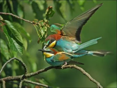 On peut le voir frquemment dans le sud de la France o son vol rapide et color enchante le regard. Il a cependant migr et nich dans d'autres rgions europennes.