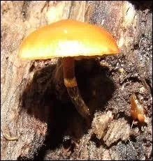 La Galre margine fait-elle partie des champignons toxiques ou mortels ?