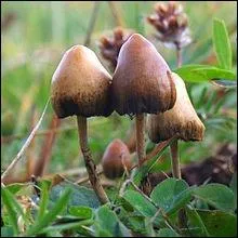 Le psilocybe est-il toxique ou mortel ?
