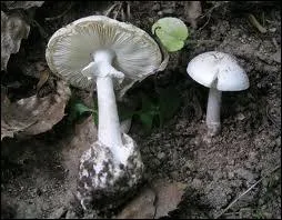 L'amanite printanire est-elle toxique ou mortelle ?