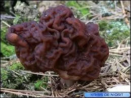 Qu'en est-il de la Gyromitre comestible ?