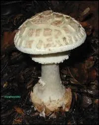 Et l'amanite citrine ?